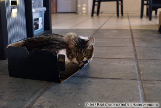 Napping inside the box | Books, Cupcakes, and Cats Chasing Chipmunks